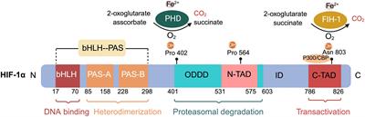 Hypoxia-inducible factor in breast cancer: role and target for breast cancer treatment